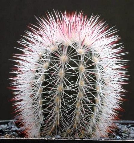 Echinocereus_fiehnii